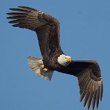 12SB6953 Bald Eagle